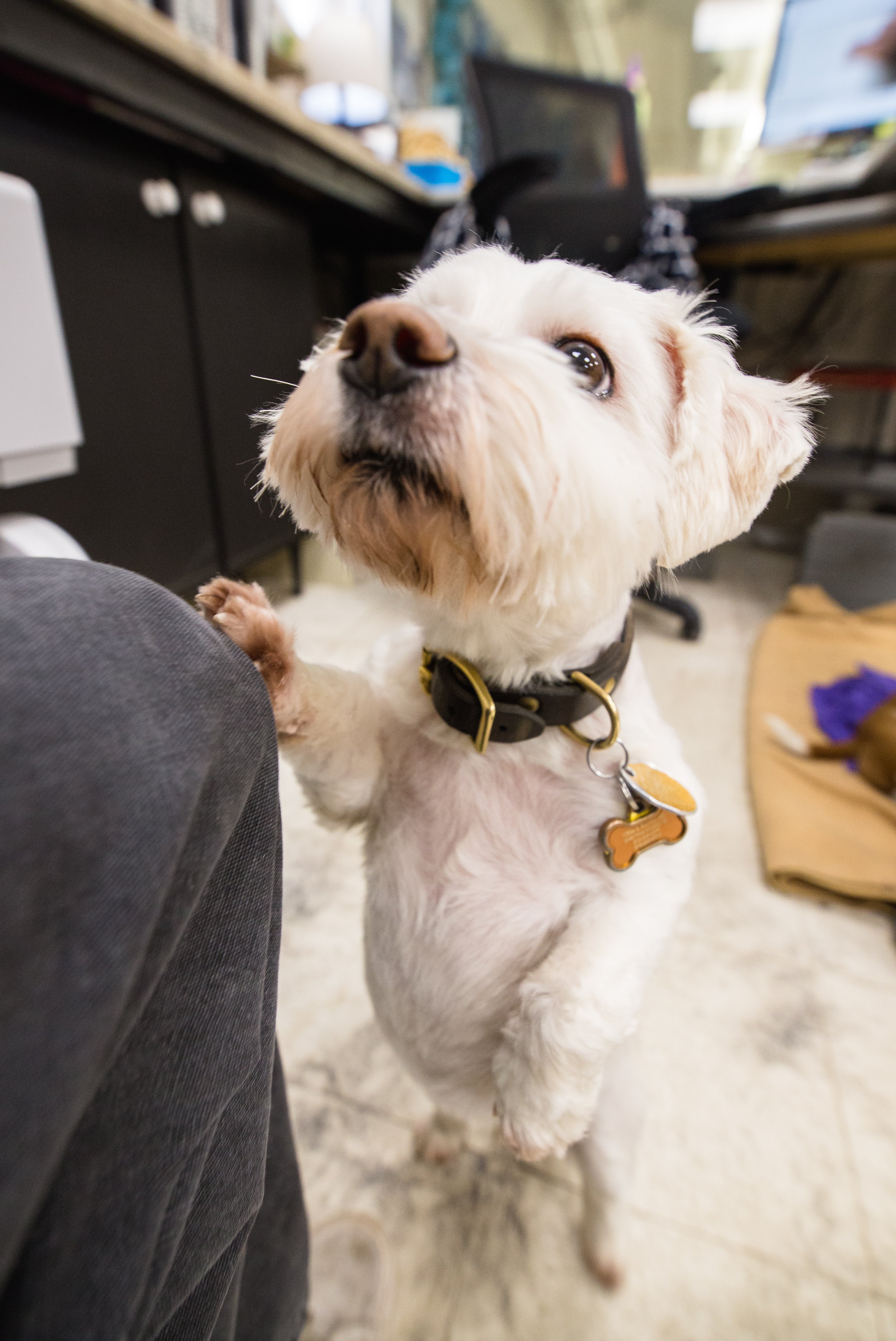 White dog politely asking for a treat.